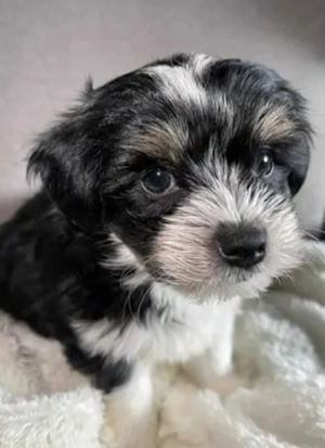 Bichon Havanez fetițe și băieți 600 lei - imagine 2