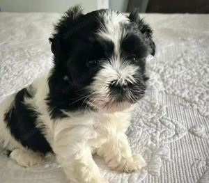 Bichon Havanez fetițe și băieți 600 lei - imagine 3