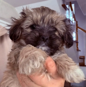 Bichon Havanez fetițe și băieți 600 lei - imagine 4