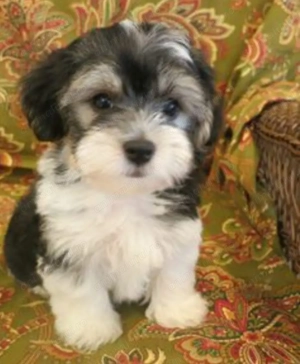 Bichon Havanez băieței și fetițe  - imagine 4