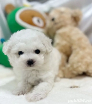bichon maltez mini toy  - imagine 2