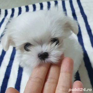 bichon maltez mini toy 