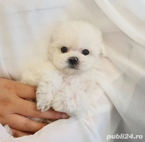 bichon maltez mini toy deosebit  - imagine 2