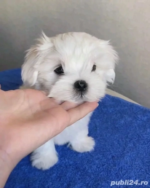 superb pui bichon maltez mini toy  - imagine 2