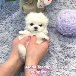 superb pui bichon maltez mini toy 