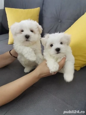 bichon maltez mini toy rasă pură  - imagine 2