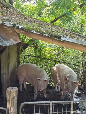 Vând 1 porc de peste 200 de kg 