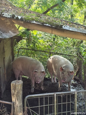 Vând 1 porc de peste 200 de kg  - imagine 2