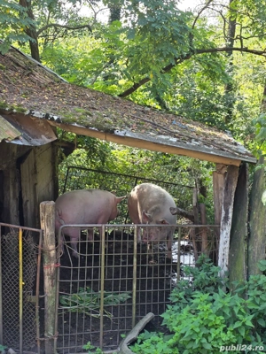 Vând 1 porc de peste 200 de kg  - imagine 3