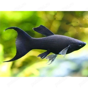 Ma interesează urgent donații cu pești vivipari in București, sector 4!!!!!! - imagine 3