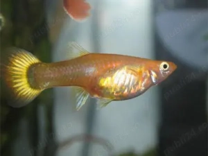 Ma interesează urgent donații cu pești vivipari in București, sector 4!!!!!! - imagine 2