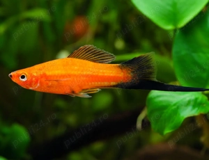 Ma interesează urgent donații cu pești vivipari in București, sector 4!!!!!! - imagine 4