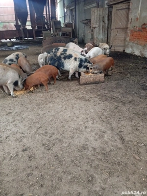 Porci de vanzare ! - imagine 4