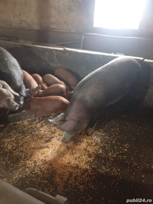 Porci de vanzare ! - imagine 2