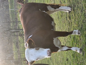 Vând juninca montata cu vârsta de 2 ani.