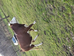 Vând juninca montata cu vârsta de 2 ani. - imagine 2