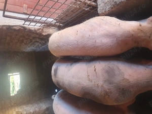 Vând porci de casa  - imagine 2