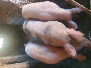 Vând porci de casa  - imagine 3