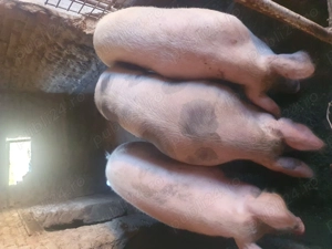 Vând porci de casa  - imagine 4