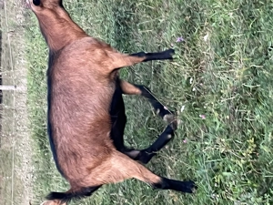 Capre metisate alpine cu sane  - imagine 2