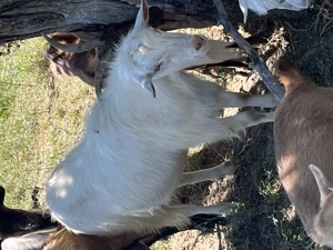 Capre metisate alpine cu sane 