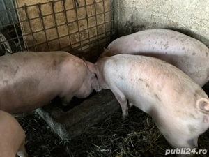 porci de vanzare 60 120 kg