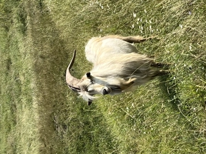 Capre metisate alpine cu sane  - imagine 4