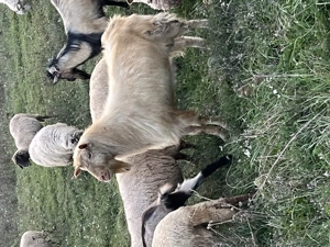 Capre metisate alpine cu sane  - imagine 3