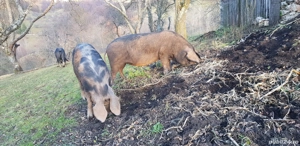 vand porci. - imagine 2