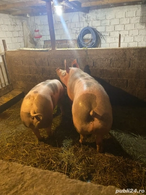 porci de vanzare - imagine 3