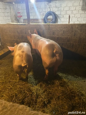 porci de vanzare - imagine 2
