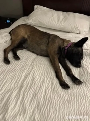 Ciobanesc belgian malinois. 