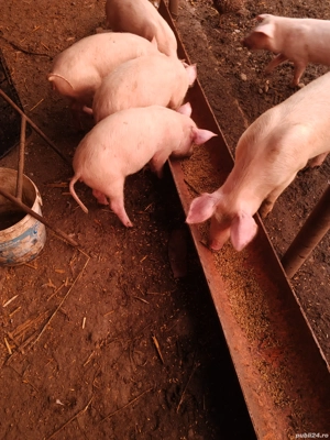 De vânzare  - imagine 5