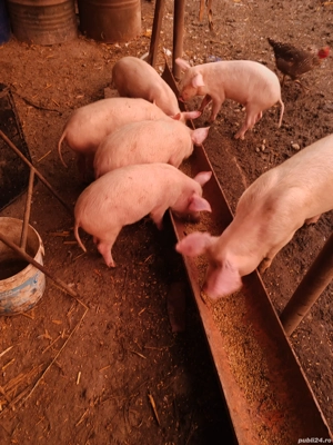 De vânzare  - imagine 2