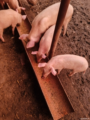 De vânzare  - imagine 4