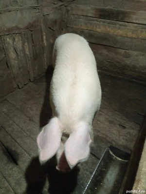 Purcea de vânzare  - imagine 3