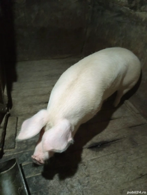 Purcea de vânzare  - imagine 2