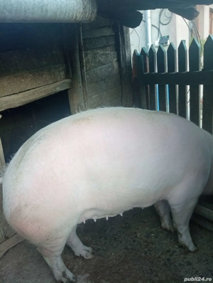 Purcea de vanzare 17 ron  - imagine 2