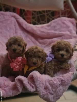 pudel baietei si fetite