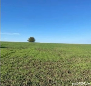 Teren Rediu Horlesti - imagine 3