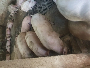 Porci de vanzare 90 kg - 110 kg 
