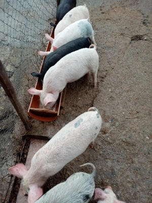 Purcei de vânzare 2luni jumătate