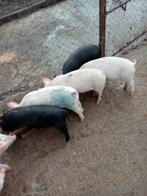 Purcei de vânzare 2luni jumătate - imagine 2