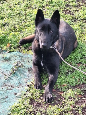 Vând ciobănesc belgian malinois