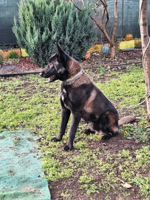 Vând ciobănesc belgian malinois - imagine 2