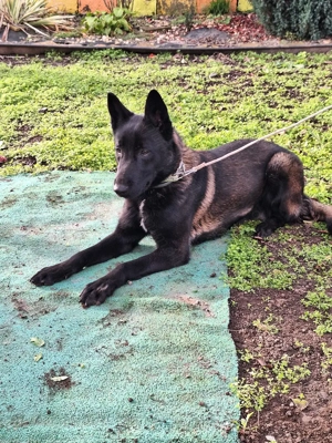 Vând ciobănesc belgian malinois - imagine 3