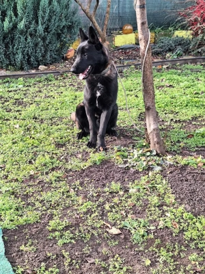 Vând ciobănesc belgian malinois - imagine 4