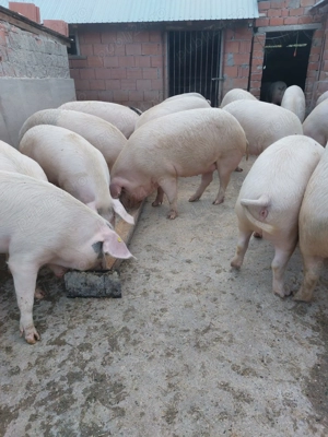 Porci de vanzare