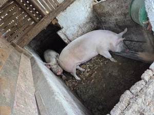 Porci pentru sacrificat 14 lei kg - imagine 3