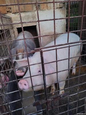 Porci de vanzare   - imagine 3